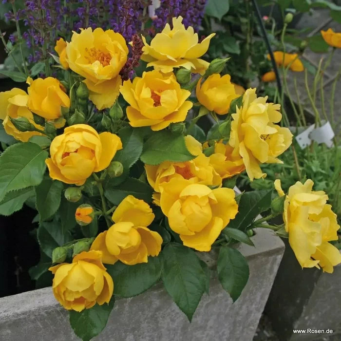 Buy Rosa 'Lemon Fizz' (Sunflare Roses Collection) online UK
