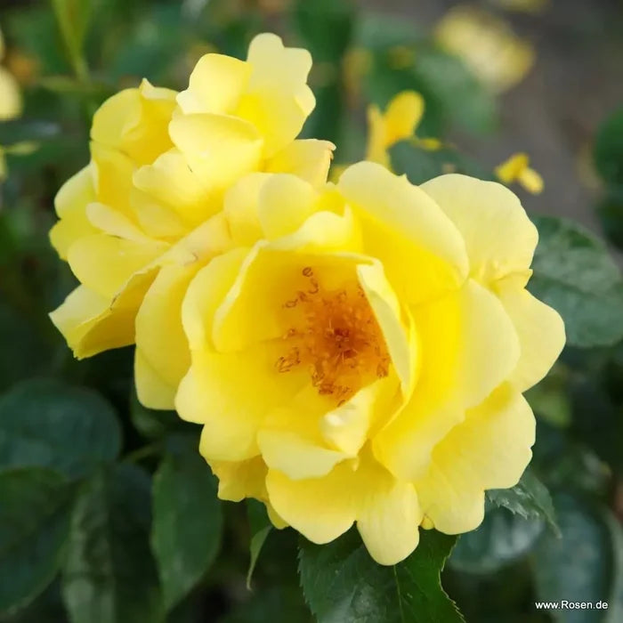 Buy Rosa 'Lemon Fizz' (Sunflare Roses Collection) online UK