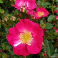 A Rosa 'Lupo' bush