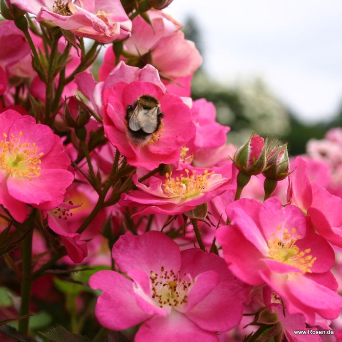 A bee pollinating a Rosa 'Lupo' flower