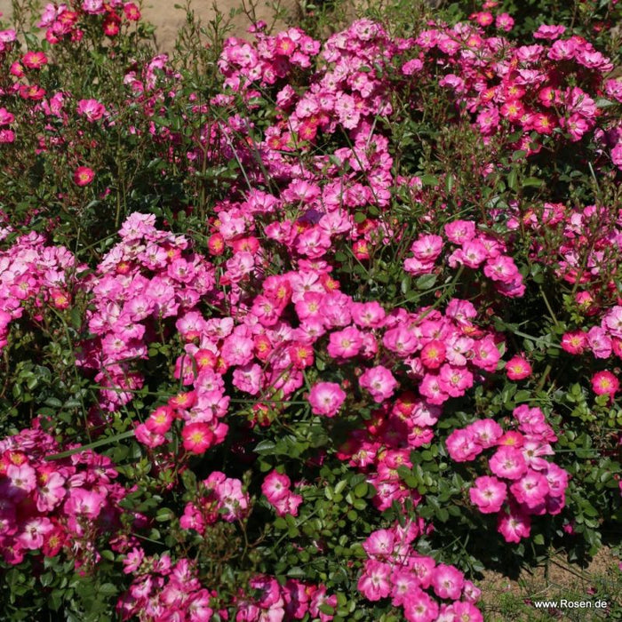 Rosa 'Lupo' growing tight together in a flower bed