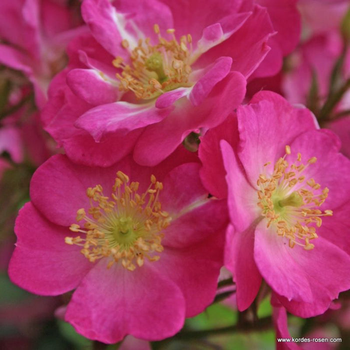 A closeup of Rosa 'Lupo' flowers