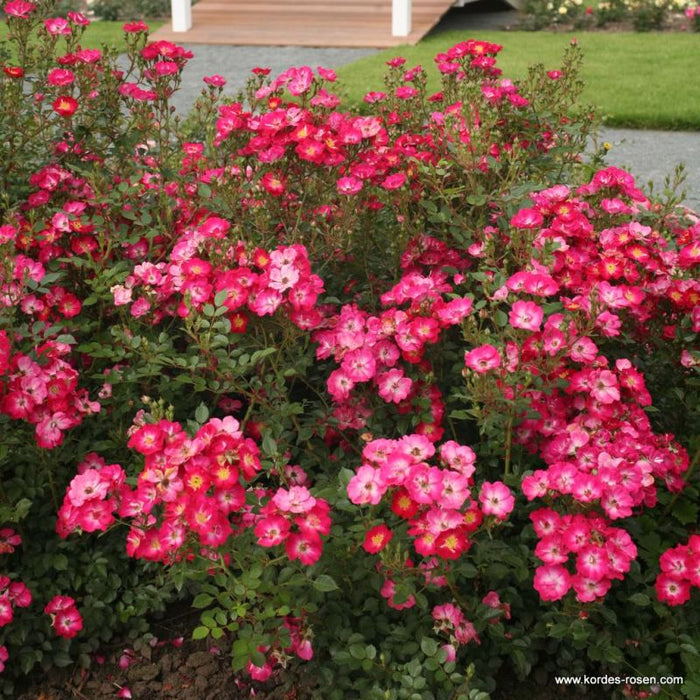 A cluster of Rosa 'Lupo' plants