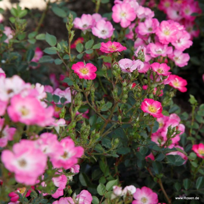 A small sprig of Rosa 'Lupo' flowers