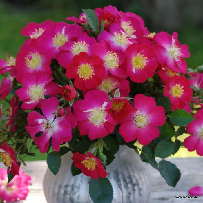 A clipped branch of Rosa 'Lupo' in a pot
