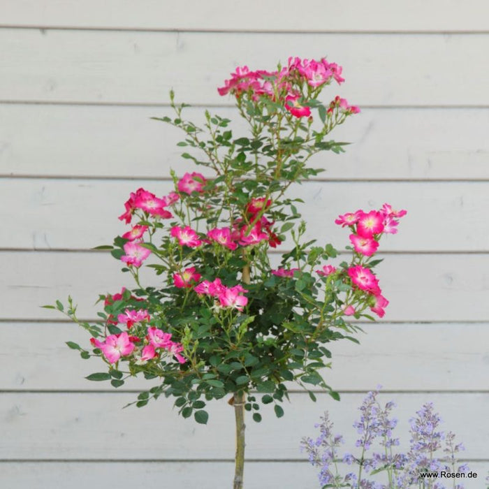 A sprig of Rosa 'Lupo'