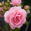 Rosa 'Mamma Mia'