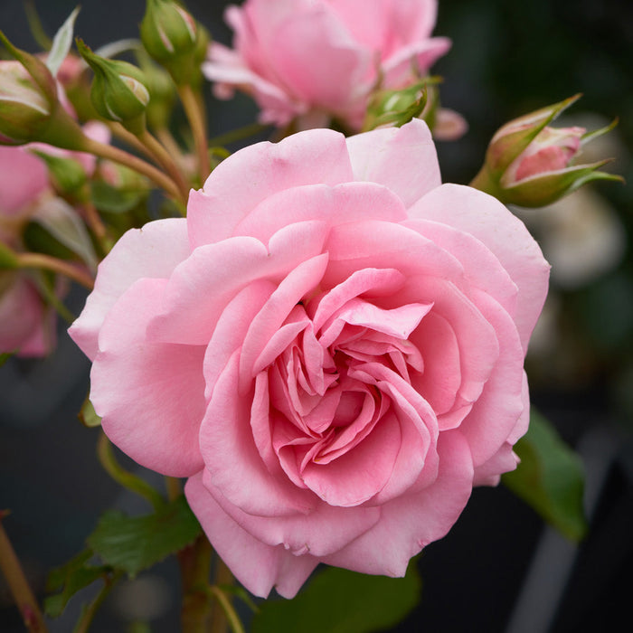 Rosa 'Mamma Mia'