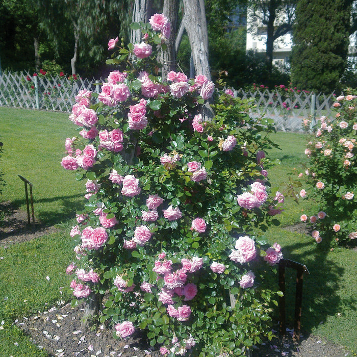 Rosa 'Mamma Mia'