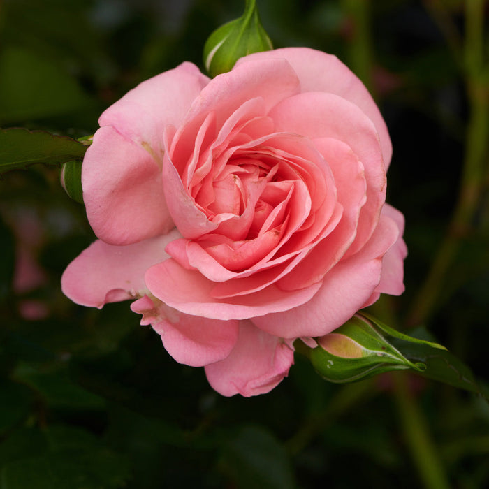 Rosa 'Mamma Mia'