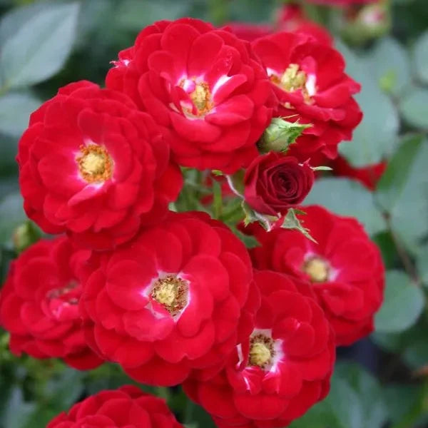 A cluster of bright red Rosa 'Mandy®' flowers