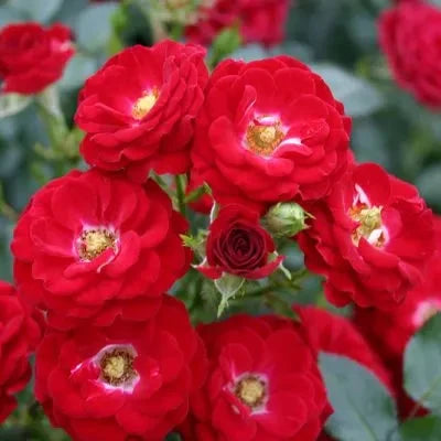 Rosa 'Mandy®' in bloom