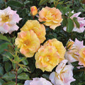 Buy Rosa 'Mellite' (Mella Collection) online UK