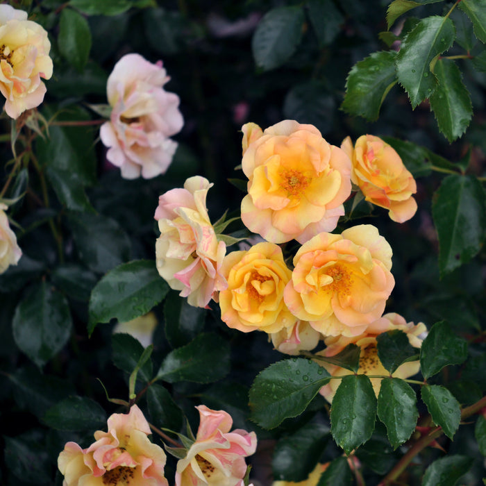 Buy Rosa 'Mellite' (Mella Collection) online UK