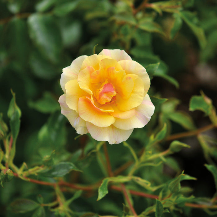 Buy Rosa 'Mellite' (Mella Collection) online UK