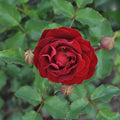 Buy Rosa 'Morava' (Abundant Reka Collection) online UK