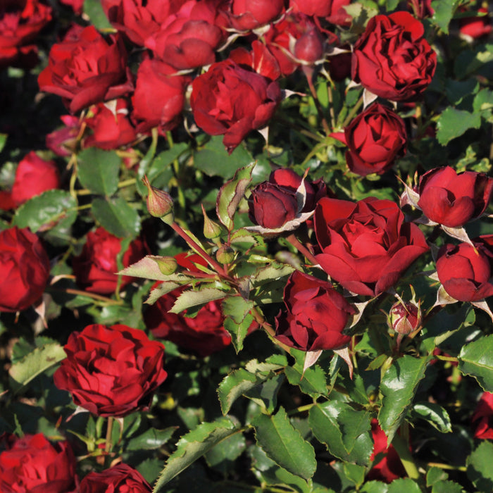 Buy Rosa 'Morava' (Abundant Reka Collection) online UK