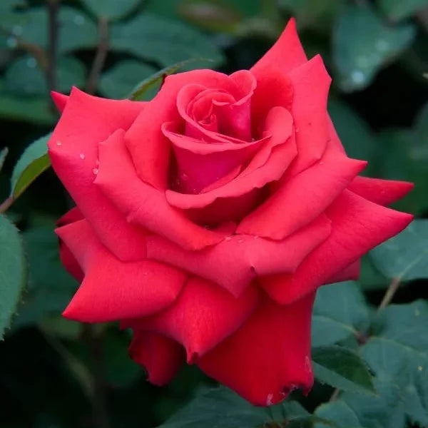 Rosa 'My Valentine' flower against dark green leaves