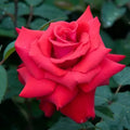 Rosa 'My Valentine' flower against dark green leaves