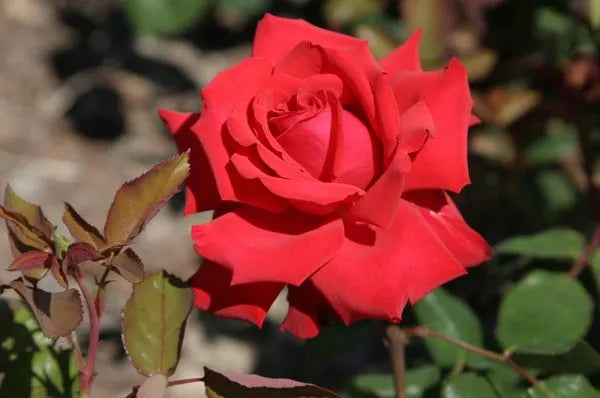 Rosa 'My Valentine' flower rising to the sunight