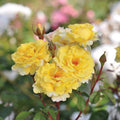 Rosa 'Nadia Zerouali'