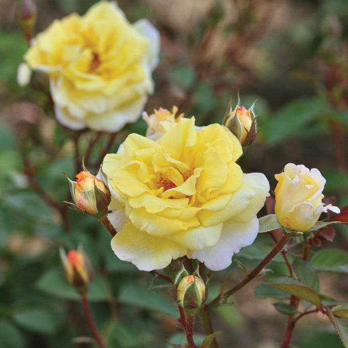 Rosa 'Nadia Zerouali'