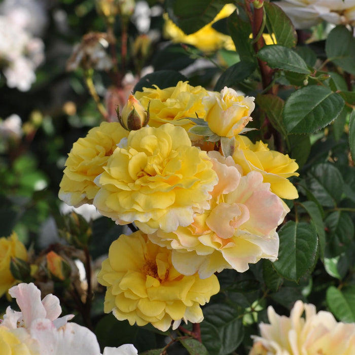 Rosa 'Nadia Zerouali'