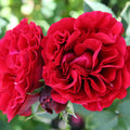 Rosa 'Nadia'