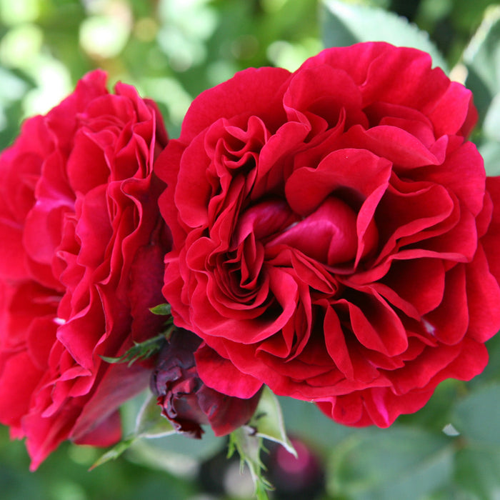 Rosa 'Nadia'
