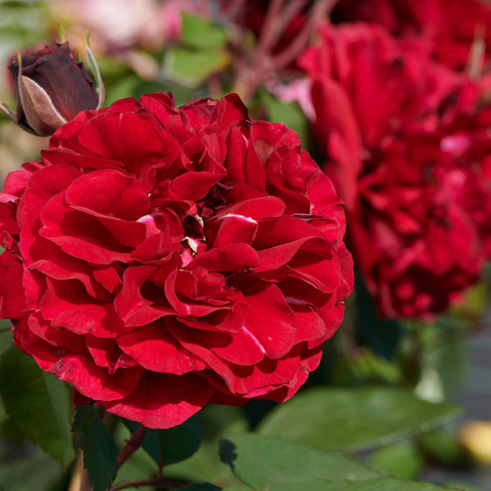 Rosa 'Nadia'