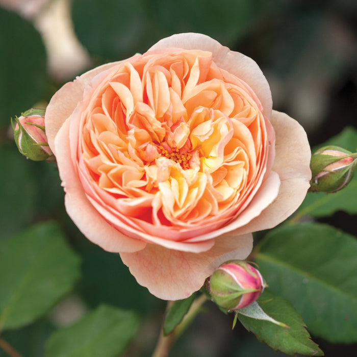 Rosa 'Natalija'