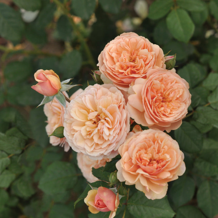 Rosa 'Natalija'