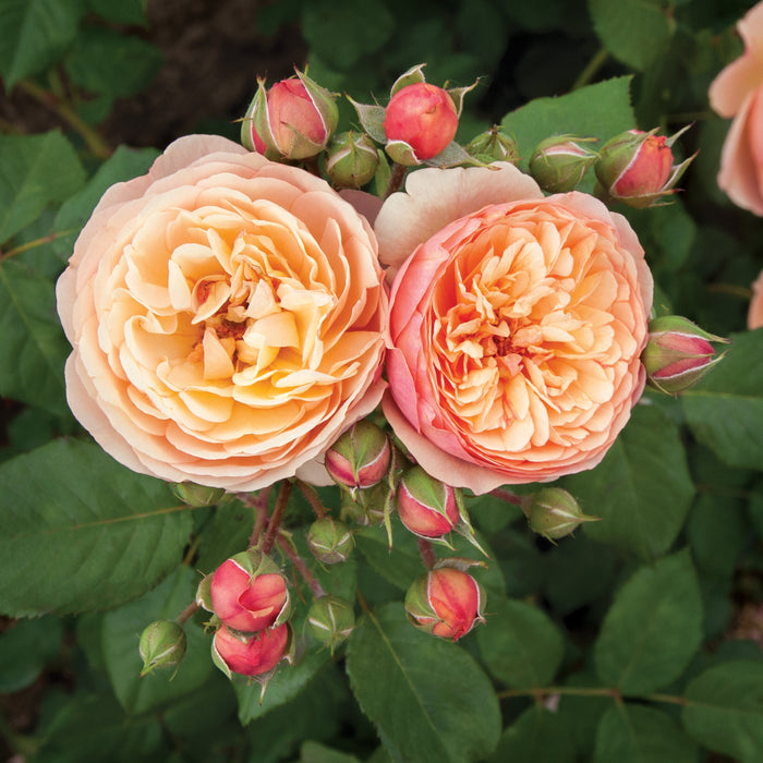 Rosa 'Natalija'