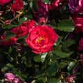 Buy Rosa 'Nera' (Abundant Reka Collection) online UK