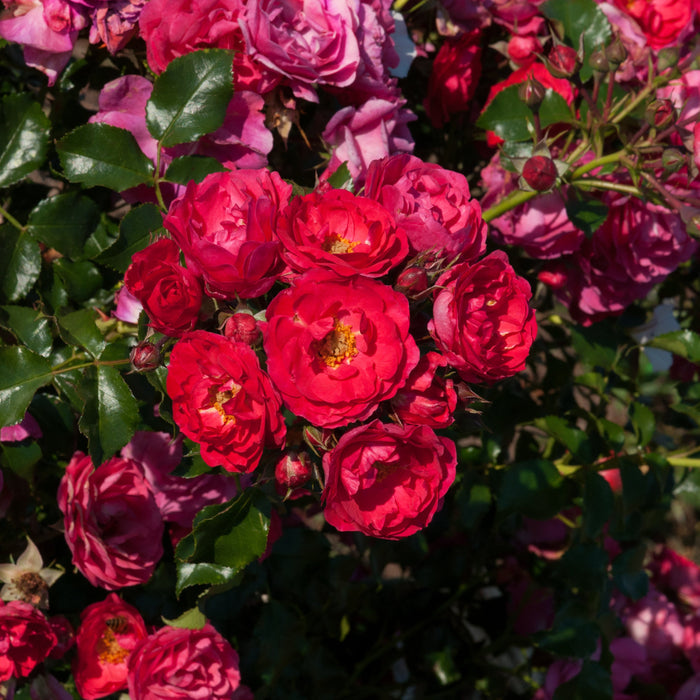 Buy Rosa 'Nera' (Abundant Reka Collection) online UK