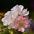 Rosa 'Open Arms' (Chewpixcel'PBR) flowering on a vine