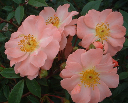 Rosa 'Open Arms' (Chewpixcel) flowers in bloom