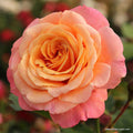 A closeup of a Rosa 'Peach Melba®' flower in bloom