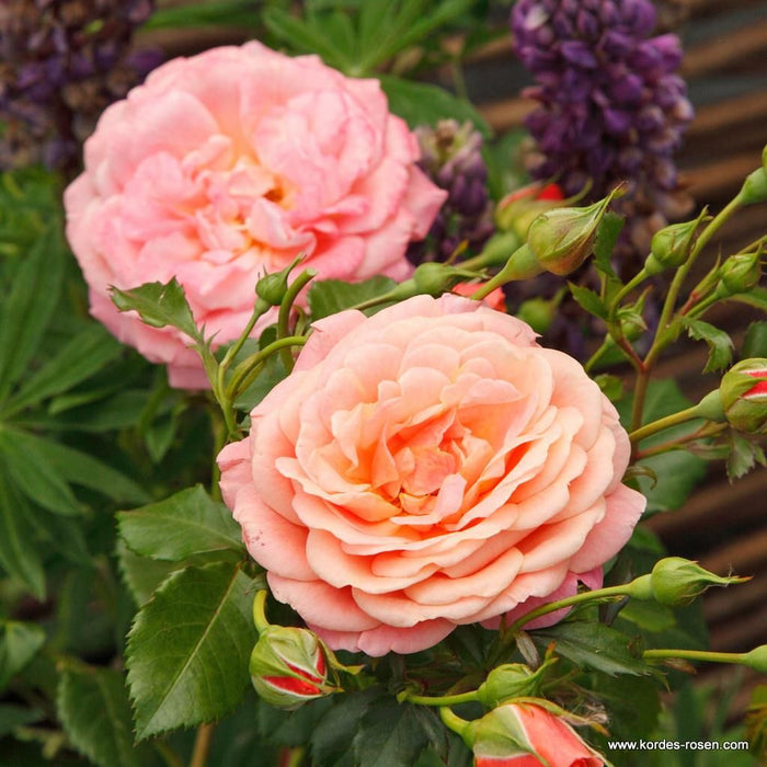 A pair of Rosa 'Peach Melba®' flowers
