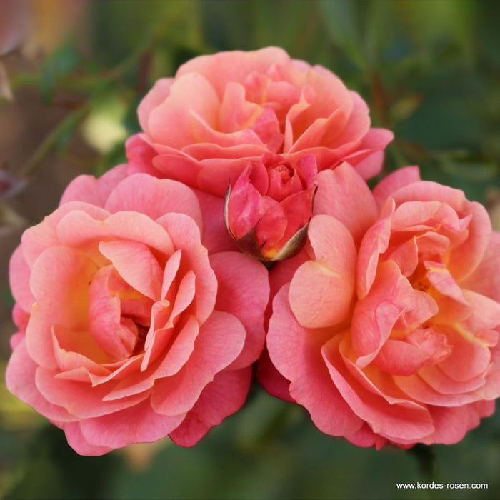 A close cluster of Rosa 'Peach Melba®' flowers