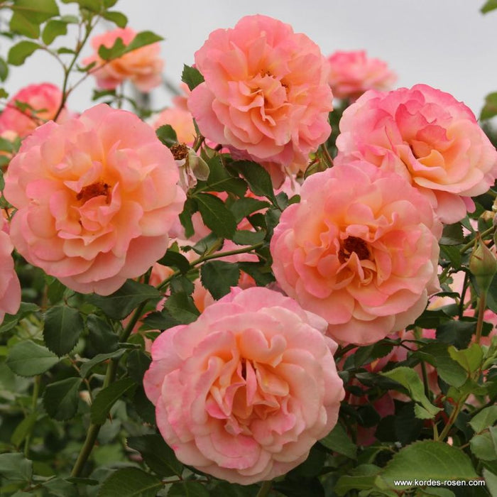 A group of tall Rosa 'Peach Melba®' fronds
