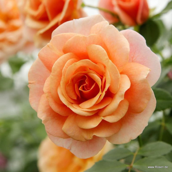 A bright peach coloured Rosa 'Peach Melba®' flower