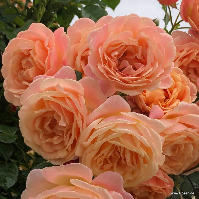A close cluster of gorgeous pink orange Rosa 'Peach Melba®' roses