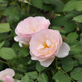 Buy Rosa 'Pear' (Taste of Love - Edible Roses Collection) online UK