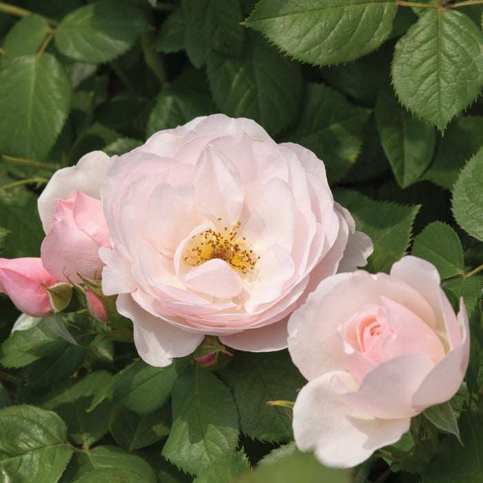 Buy Rosa 'Pear' (Taste of Love - Edible Roses Collection) online UK