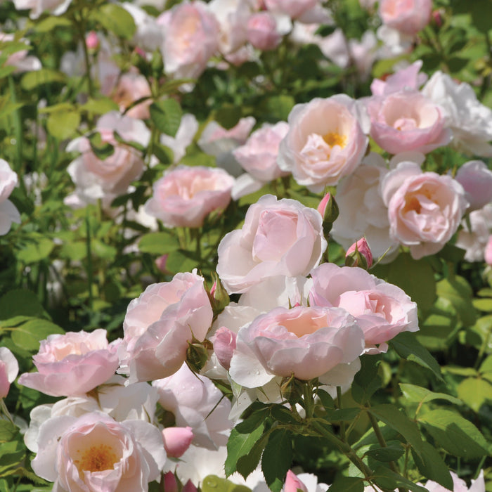 Buy Rosa 'Pear' (Taste of Love - Edible Roses Collection) online UK