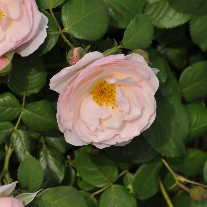 Buy Rosa 'Pear' (Taste of Love - Edible Roses Collection) online UK