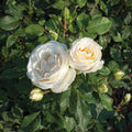 Buy Rosa 'Pearl' (Art Vaza Collection) online UK