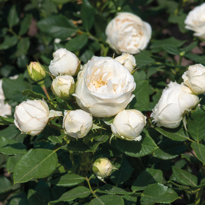 Buy Rosa 'Pearl' (Art Vaza Collection) online UK