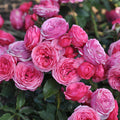 Buy Rosa 'Pink' (Art Vaza Collection) online UK